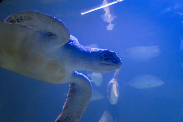 Sea Turtle. Hawksbill Turtle. Eretmochelys imbricata. Close up. — Stock Photo, Image
