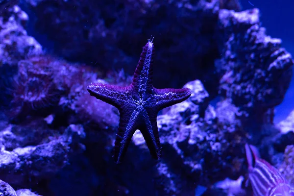 Güzel kızıl deniz balığı. Deniz arka planı. Akvaryum.