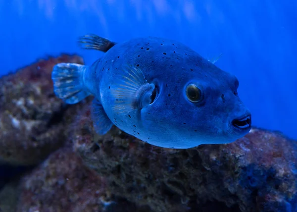 Balık son derece zehirli, ama buna rağmen ya da belki de bu nedenle, Japonya'da bir incelik olarak kabul edilir.