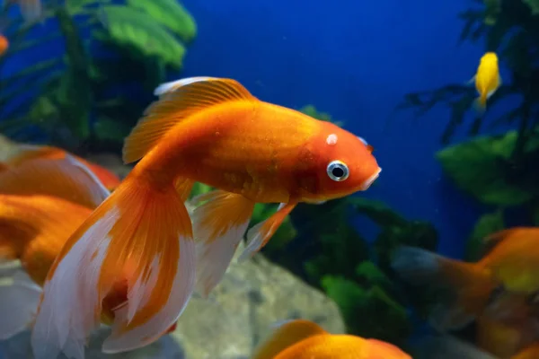 Mycket guldfisk i akvarium tank mot blå bakgrund Stockfoto