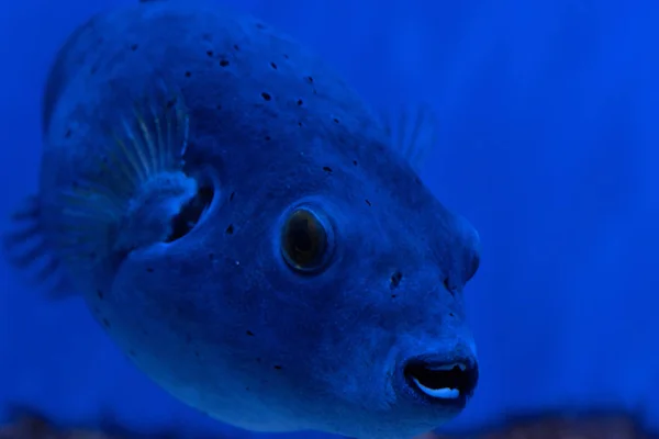 Balık son derece zehirli, ama buna rağmen ya da belki de bu nedenle, Japonya'da bir incelik olarak kabul edilir.