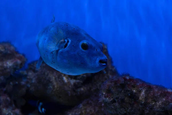 Balık son derece zehirli, ama buna rağmen ya da belki de bu nedenle, Japonya'da bir incelik olarak kabul edilir.