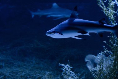 Büyük beyaz Köpekbalığı derin mavi suda poz.