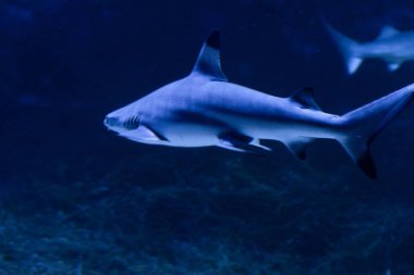 Büyük beyaz Köpekbalığı derin mavi suda poz.