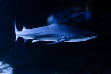 Büyük beyaz Köpekbalığı derin mavi suda poz.