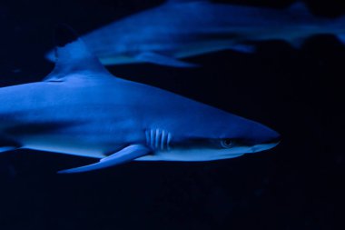 Büyük beyaz Köpekbalığı derin mavi suda poz.