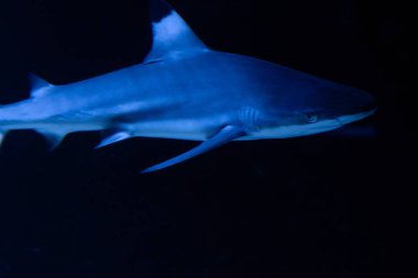 Büyük beyaz Köpekbalığı derin mavi suda poz.