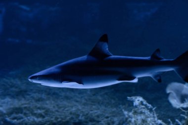 Büyük beyaz Köpekbalığı derin mavi suda poz.