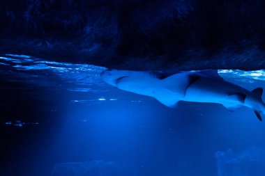 Büyük beyaz Köpekbalığı derin mavi suda poz.