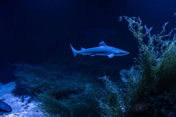 Great white Shark posing in the deep blue water. — Stock Photo, Image