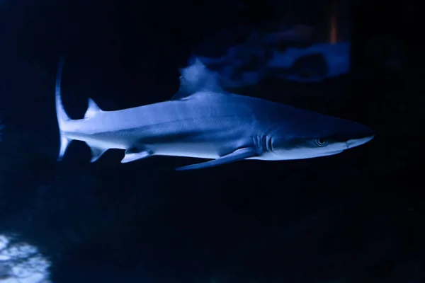 Büyük beyaz Köpekbalığı derin mavi suda poz.