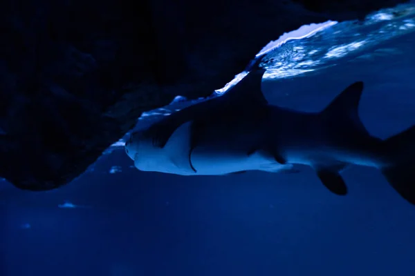 Büyük beyaz Köpekbalığı derin mavi suda poz.