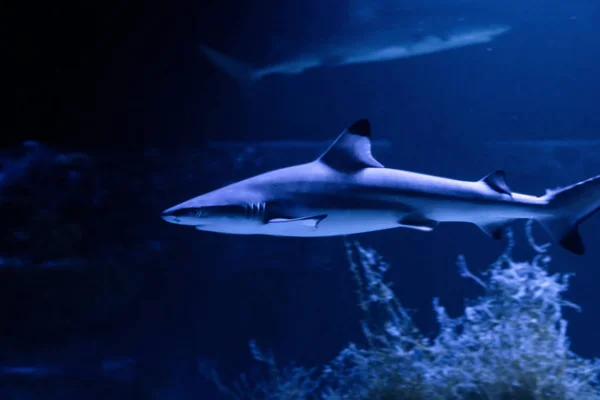 Büyük beyaz Köpekbalığı derin mavi suda poz.