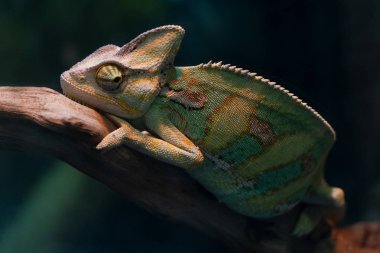 Güzel bir bukalemun bir dalüzerinde oturuyor..