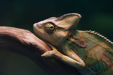 Güzel bir bukalemun bir dalüzerinde oturuyor..