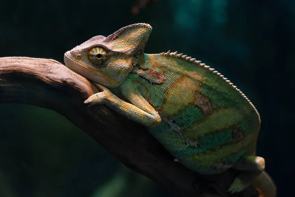 Güzel bir bukalemun bir dalüzerinde oturuyor..