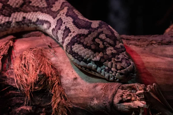 莫莉娅·斯皮拉·瓦里加塔全脸网状的蛇头照片. — 图库照片