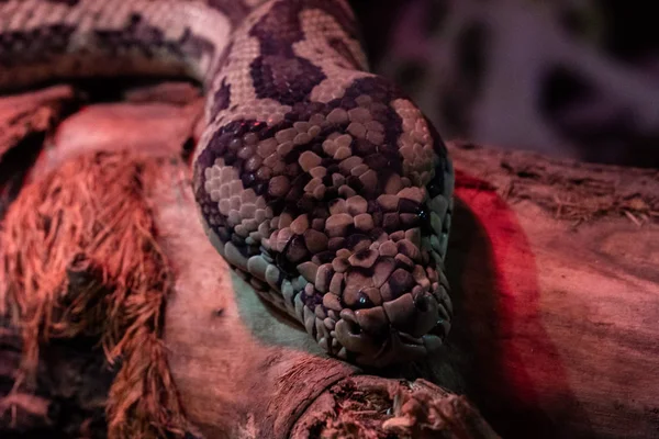 Morelia spilota variegata. Tam yüz reticulated piton kafası fotoğrafı.