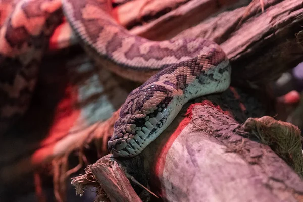 Morelia spilota variegata. Tam yüz reticulated piton kafası fotoğrafı.