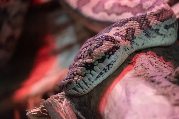 Morelia spilota variegata. Tam yüz reticulated piton kafası fotoğrafı.
