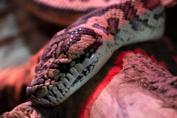 Morelia spilota varchagata. Фото ретикуляционной головы питона в полный рост
.