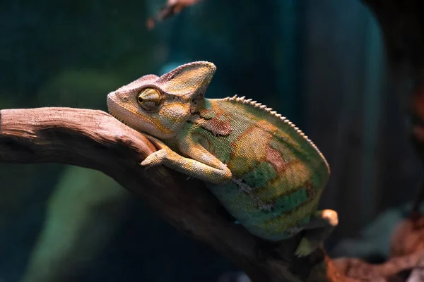 Güzel bir bukalemun bir dalüzerinde oturuyor..