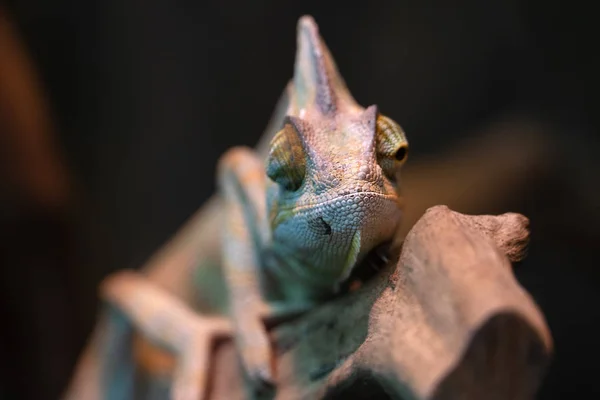 Güzel bir bukalemun bir dalüzerinde oturuyor..