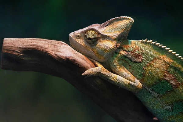 Güzel bir bukalemun bir dalüzerinde oturuyor..