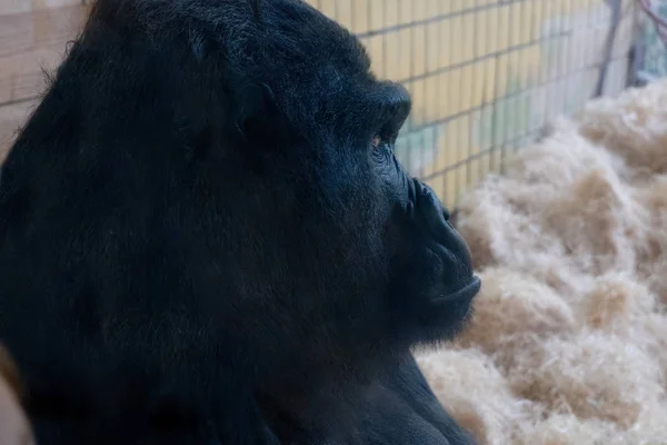 Hayvanat bahçesinde goril yakın çekim. Vahşi hayvan.