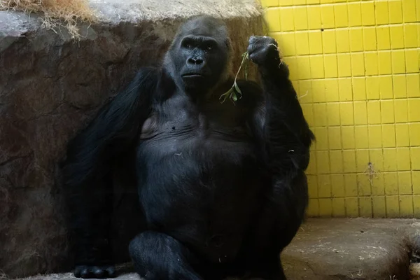 Gorilla aus nächster Nähe im Zoo. Wildtier. — Stockfoto