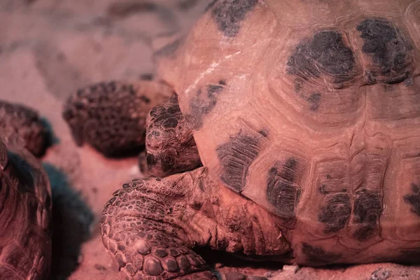 Malacochersus tornieri. Gençliği mevsim kaplumbağaları. Sürüngen -ler. Kırmızı kitap hayvanlar.