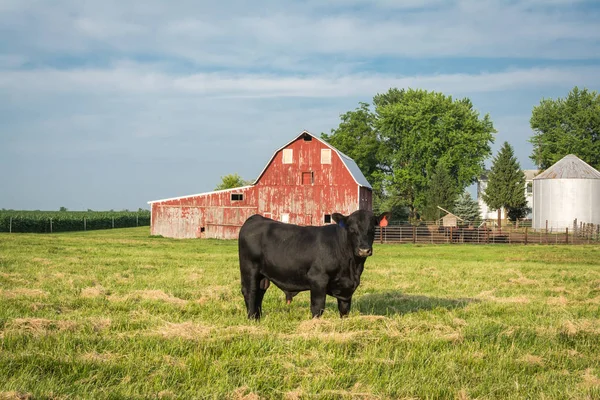 Black Bull Stały Wysoki Przed Czerwonej Stodole Wiejskich Illinois — Zdjęcie stockowe
