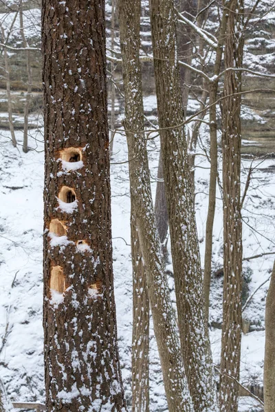 Woodpecker holes in a tree trunk at a cold and snowy Starved Rock state park, Illinois, USA.
