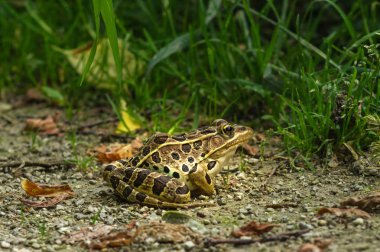 Leopard frog enjoying the late summer sun.  Starved rock state park, Illinois. clipart