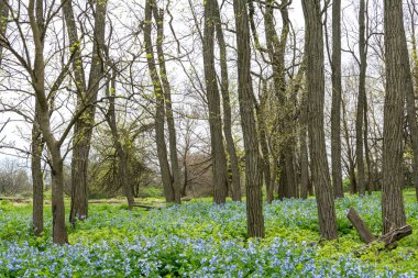 Ağaçların arasındaki bluebell'ler. Midewin tallgrass çayırı, Wilmington, Illinois