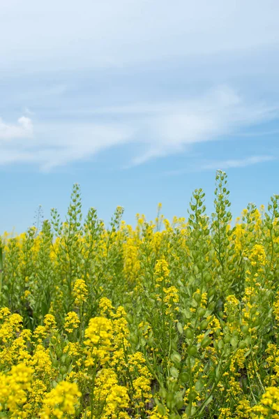Schöne Frühlingsblumen Mit Blauem Himmel Dahinter Midewin Tallgrass Präirie Illinois — Stockfoto