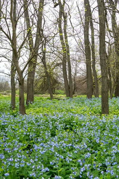 Bluebells Entre Les Arbres Midewin Tallgrass Prairie Wilmington Illinois — Photo