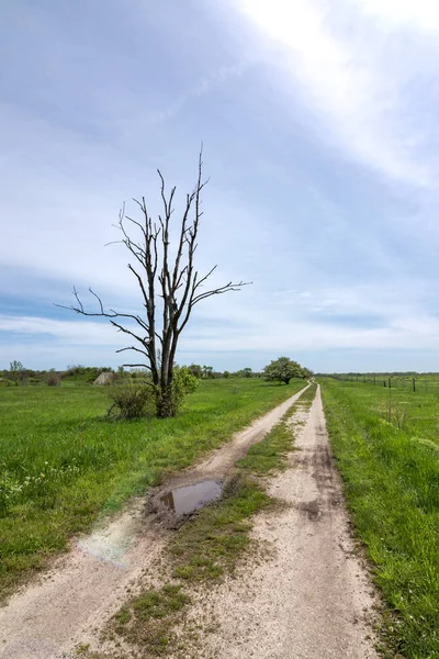 Trails Midewin Tallgrass Prairie Wilmington Illinois Intr Frumoasa Primavara — Fotografie, imagine de stoc