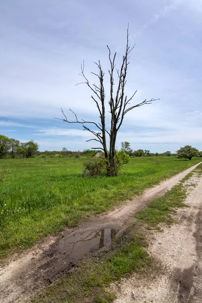 Trails Midewin Tallgrass Prairie Wilmington Illinois Beautiful Spring Day — Stock Photo, Image