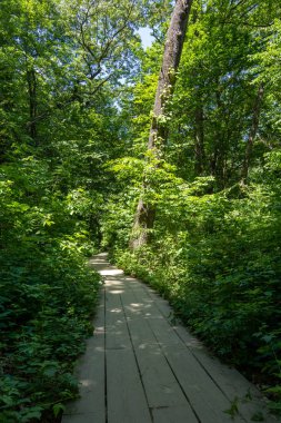 Sıcak ve güneşli bir bahar sabahında, Kuzey Central Illinois 'deki aç Rock State Parkı' nda patika / patika..