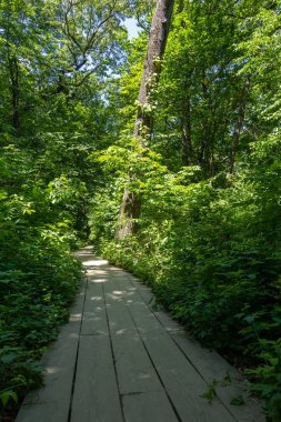 Sıcak ve güneşli bir bahar sabahında, Kuzey Central Illinois 'deki aç Rock State Parkı' nda patika / patika..