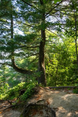 İlkbahar sonu ve yaz başında, Illinois nehrine tepeden bakan uçurumun kenarında. Aç Rock State Park, Illinois.