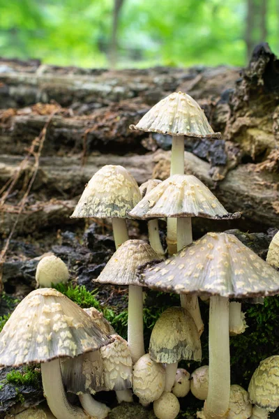 Funghi Che Crescono Albero Morto Nel Starved Rock State Park — Foto Stock