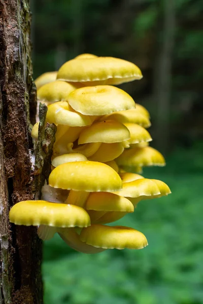 伊利诺伊州饥饿岩石州立公园一棵枯死的树上生长着蘑菇 — 图库照片