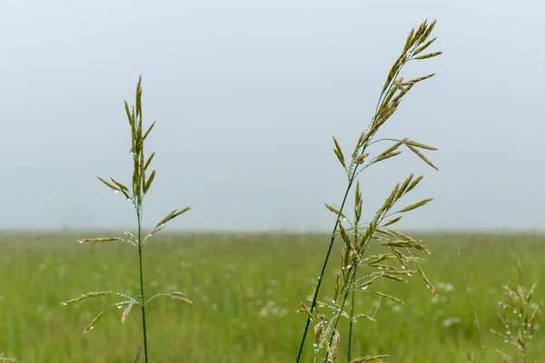 霧の中で朝露とネイティブの背の高い草 ミデウィンナショナルトールグラスプレーリー イリノイ州 — ストック写真