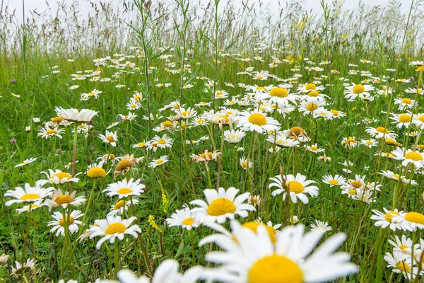 Margarida Selvagem Está Crescer Pradaria Midewin Tall Grass Wilmington Illinois — Fotografia de Stock