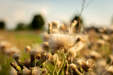 Kır çiçekleri tohumgitti.