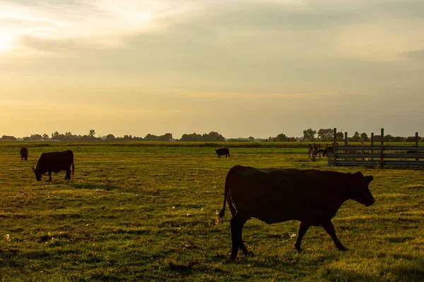 Vacas al atardecer . — Foto de Stock