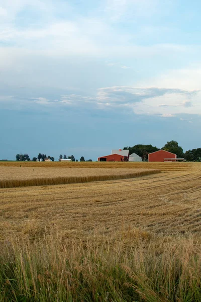 Campo de trigo. —  Fotos de Stock