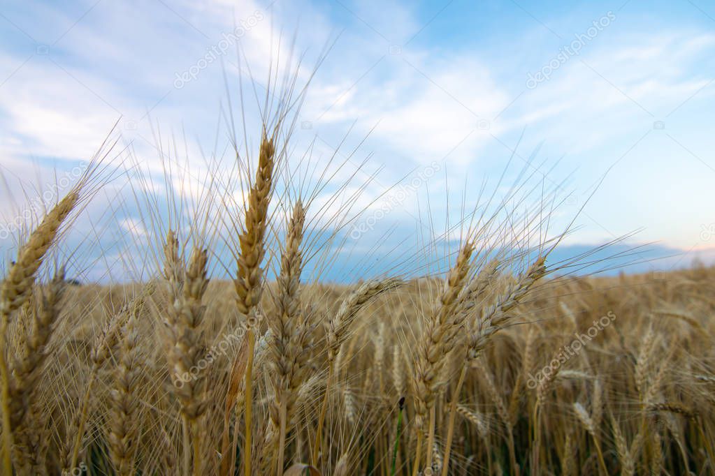 Wheat field.